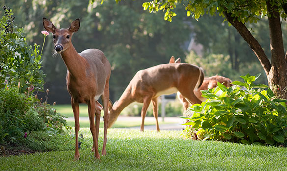 Mosquito & Deer Tick Control