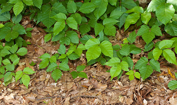 Poison Ivy & Weed Control