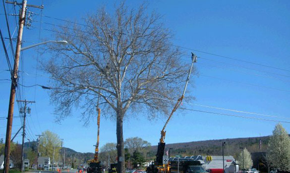 Tree Pruning