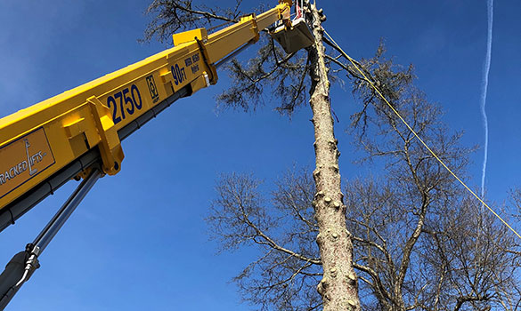 Tree & Stump Removal