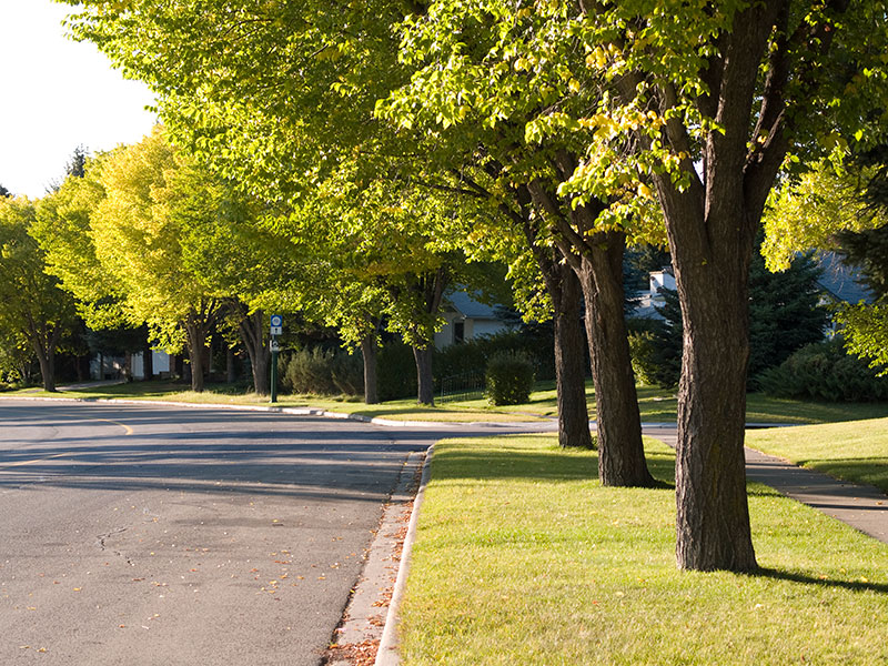 Arborist Consultations