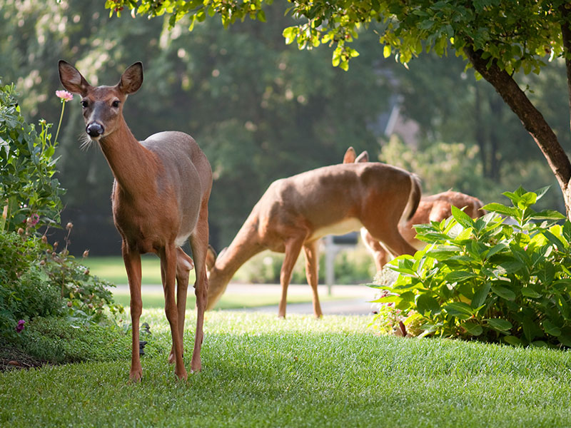 Mosquito & Deer Tick Control