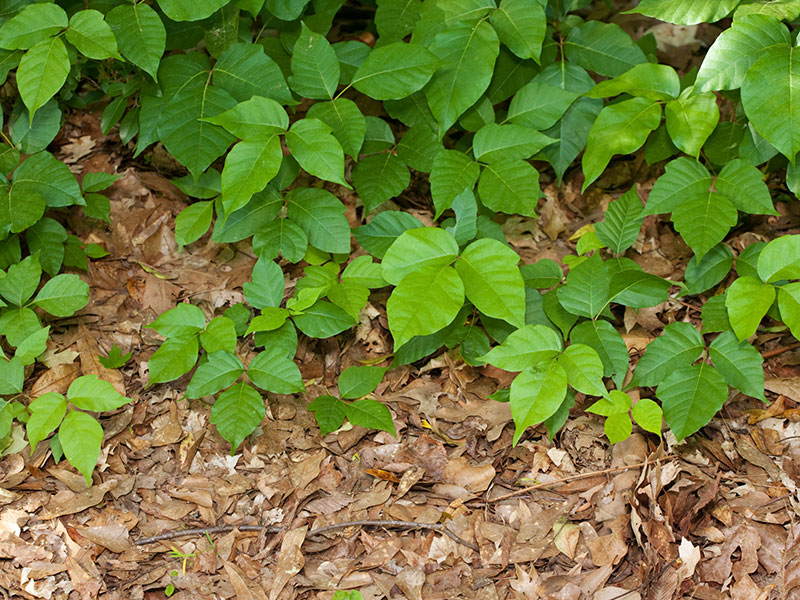 Poison Ivy & Weed Control
