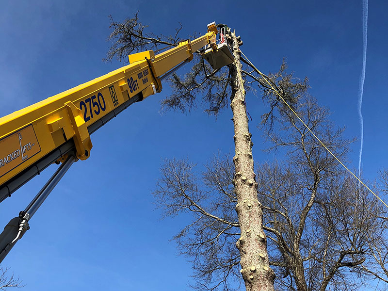 Tree & Stump Removal